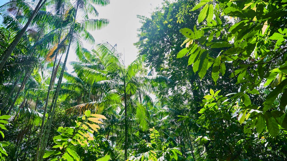 Klimaforschende warnen. So nah ist der Amazonas-Regenwald am Kipppunkt – was jetzt zählt