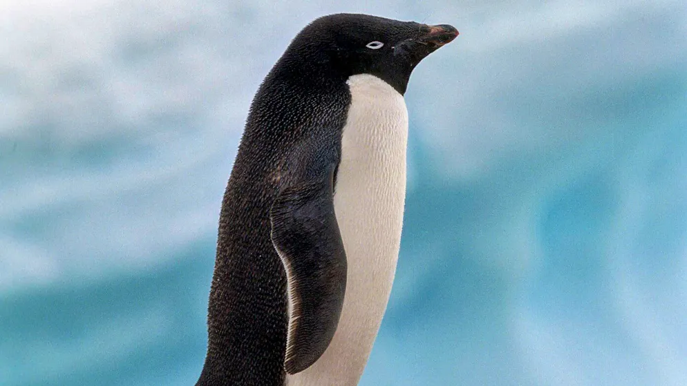 Excretion with potential. Penguin droppings help preserve Antarctic ice
