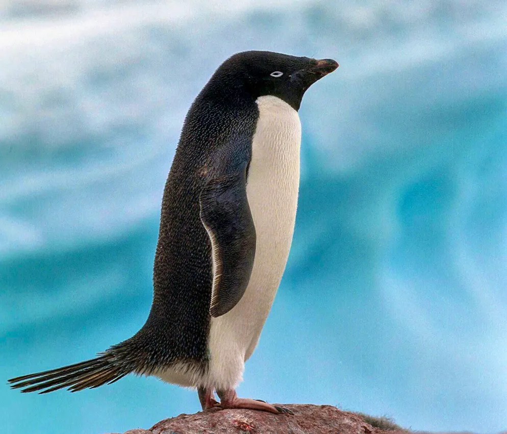 What it drops helps form clouds and maintain Antarctic ice: Adelie penguin feces contain beneficial ammonia.