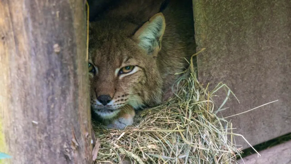 Lieto evento. Nati i primi cuccioli di lince da oltre 25 anni al Tierpark di Goldau