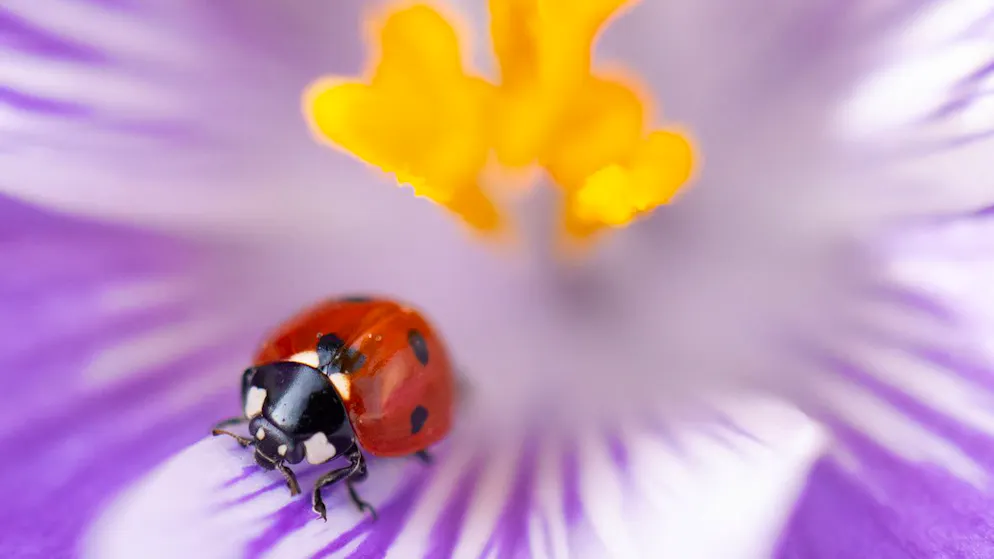 Insekten-Check. Nützling oder Plagegeist? So erkennst du Insekten im Garten