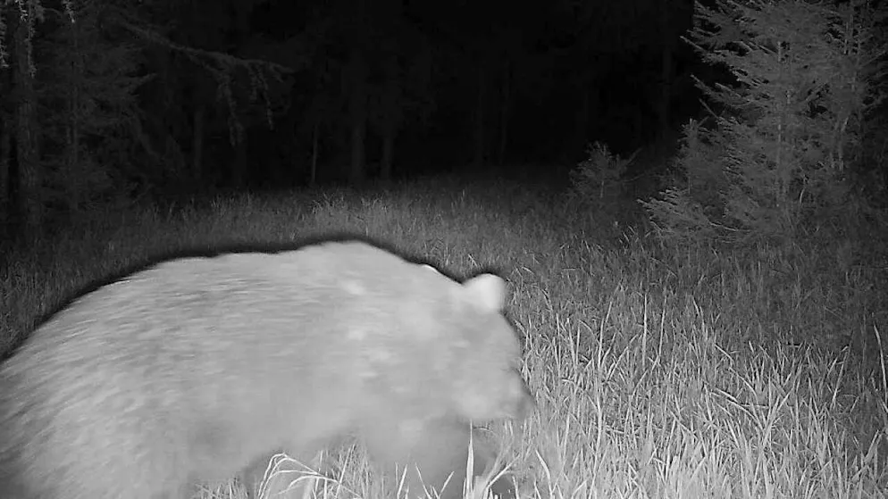 Potrebbero essere in due. Aumentano le tracce della presenza dell'orso in Bassa Engadina
