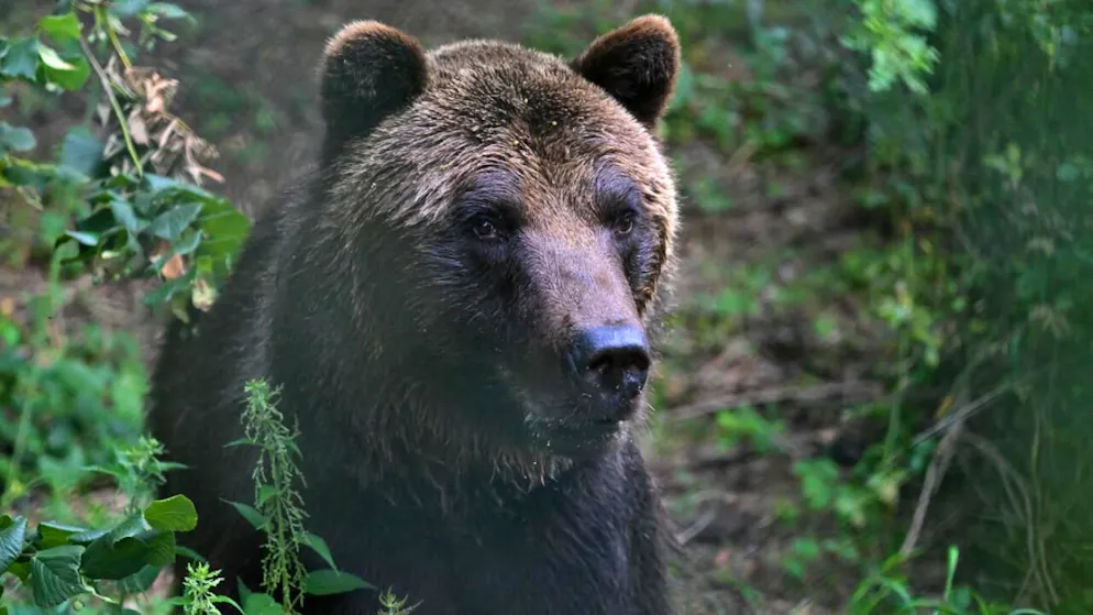 Animal strictly protected in the EU. Shot bears to be put on the plate in Slovakia