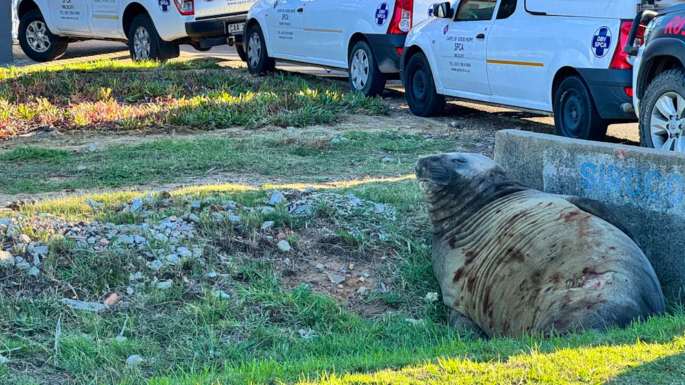 Curiosità. Un elefante marino sorprende i residenti di un quartiere di Città del Capo
