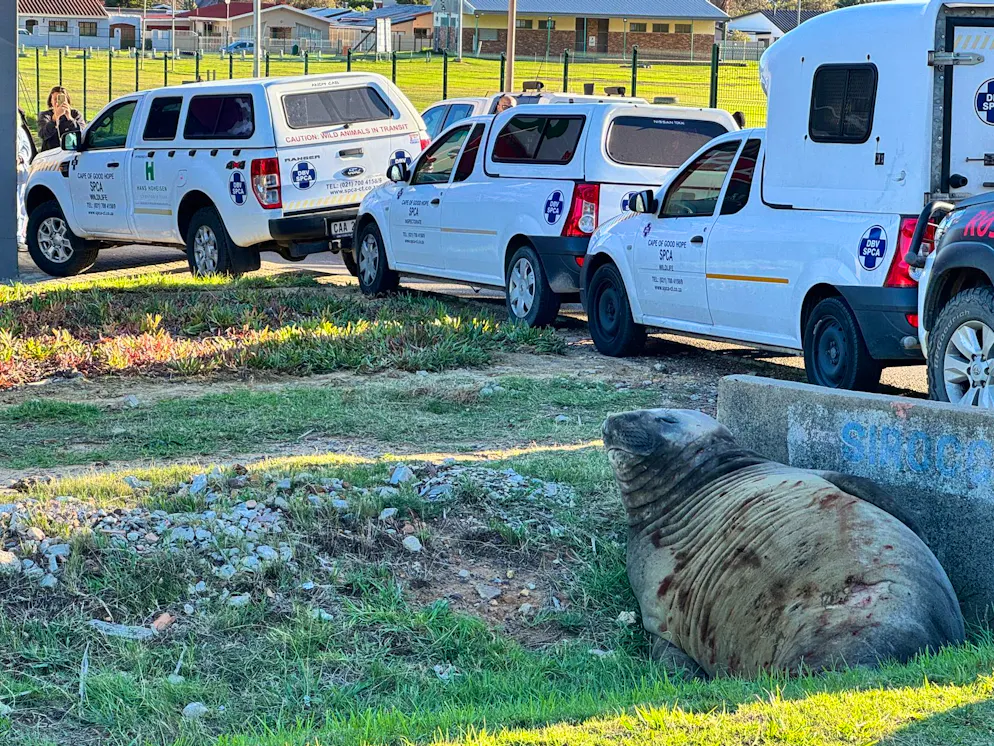 L'elefante marino nel sobborgo di Gordon's Bay a Città del Capo.