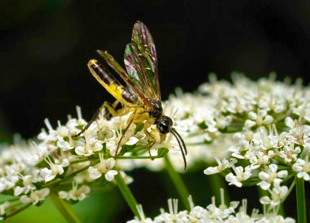 They usually occur in large numbers and literally scrape off the leaf. However, the underside of the leaf remains intact, only the leaf tissue above is eaten away.