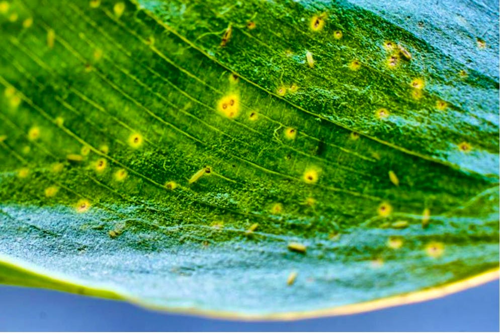 Thrips are particularly prevalent on various houseplants.