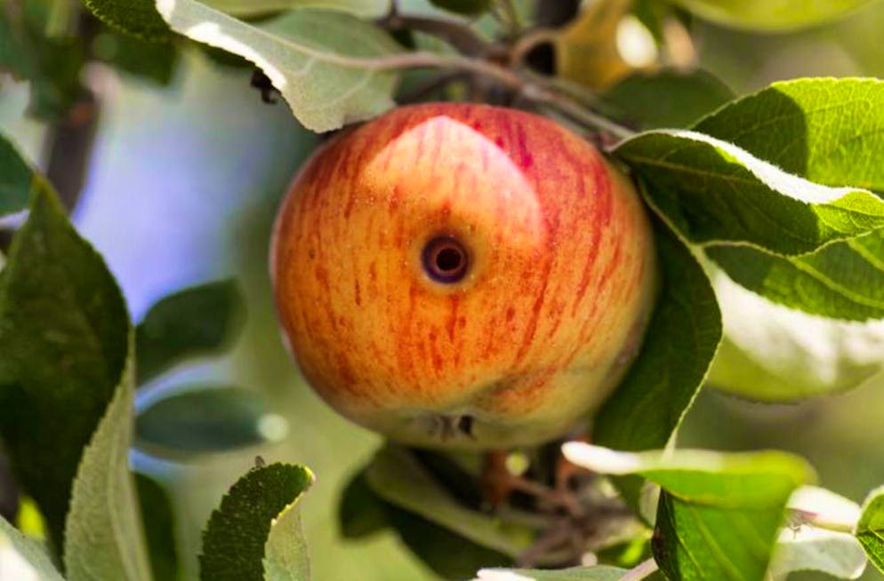 What looks like a worm in an apple is the larva of the codling moth, a moth.