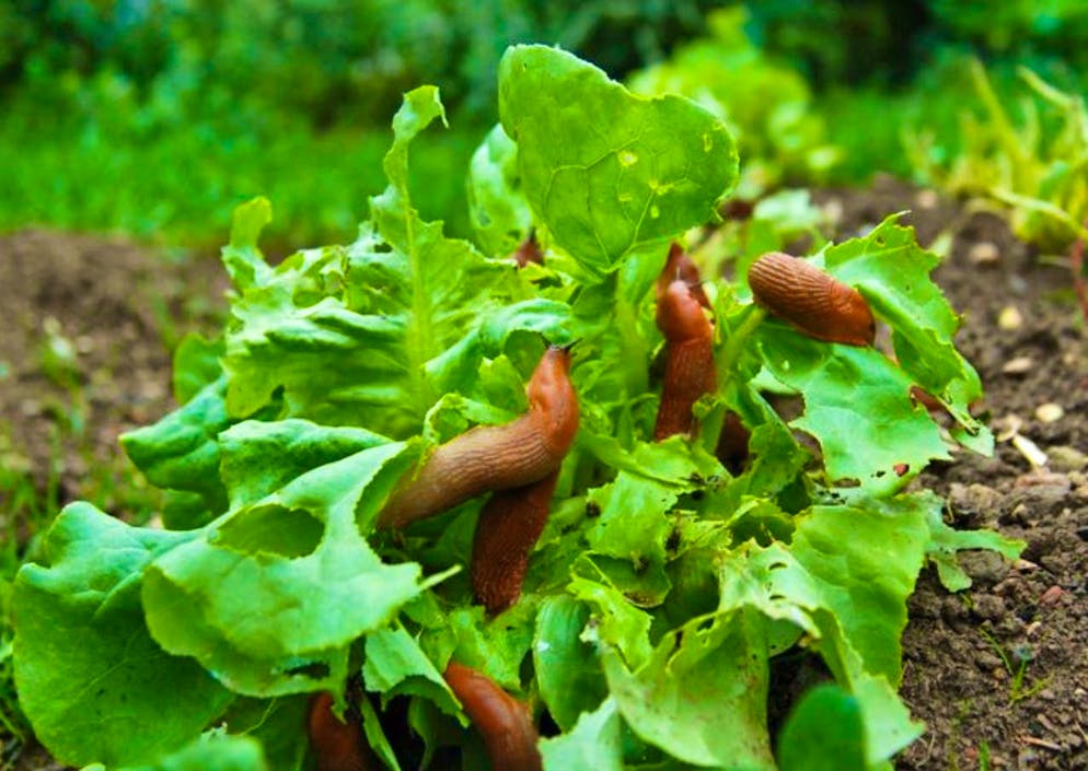 Regular soil cultivation helps to limit the slug plague. If the soil is looser, there are no cavities or coarse clods in which slugs can hide.