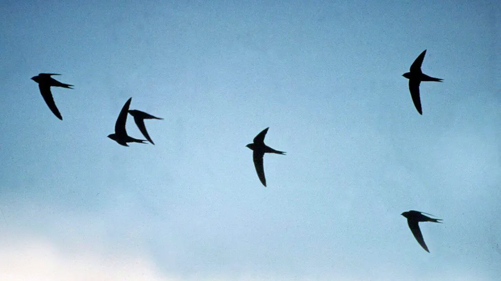 Ils vivent presque exclusivement dans l'air - et sont pourtant touchés par la pollution plastique. (photo d'archives)