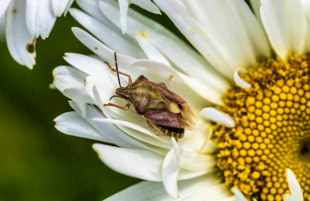 There are around 6000 species of flower bugs worldwide, of which 93 species occur in Europe and 50 species in Central Europe.