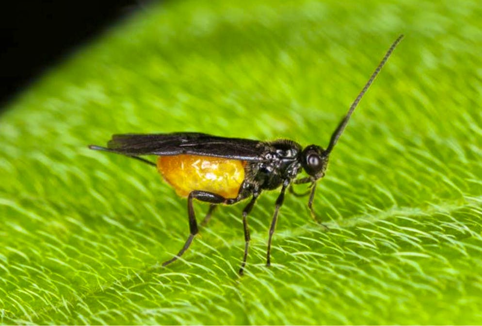 Chalcid wasps specialize in detecting species that develop hidden in the grain or cocoons.