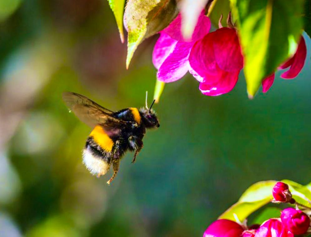 Around 250 species of bumblebee are known worldwide - they are mainly found in the cooler and temperate zones of the northern hemisphere.