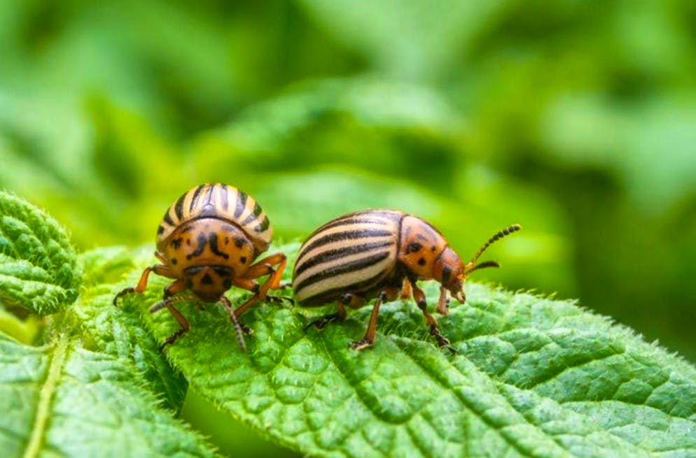 Originally from North America, the Colorado potato beetle is a feared pest. It overwinters as a larva in the soil and develops into a beetle in spring.
