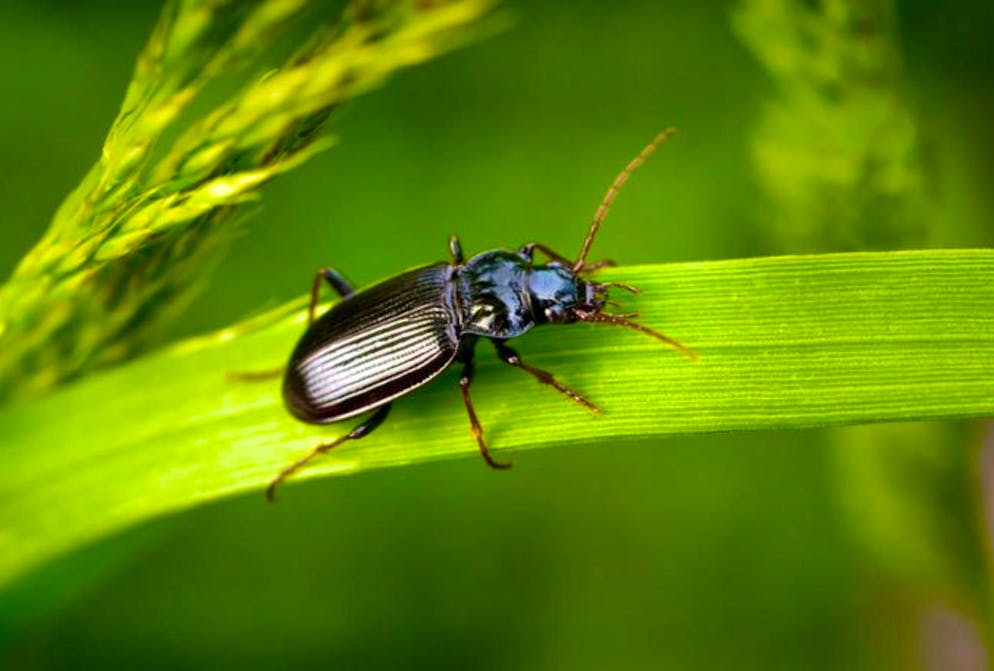 The ground beetle is a night watchman that cleans your garden.