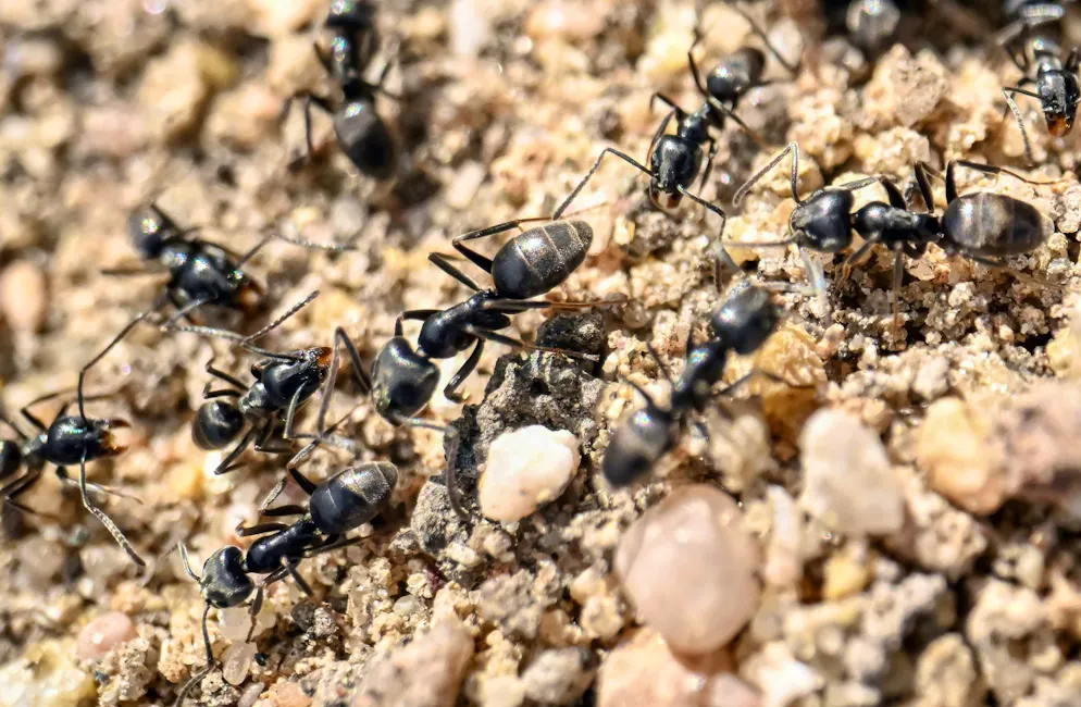 L'espèce de fourmis Tapinoma magnum se répand en Suisse.