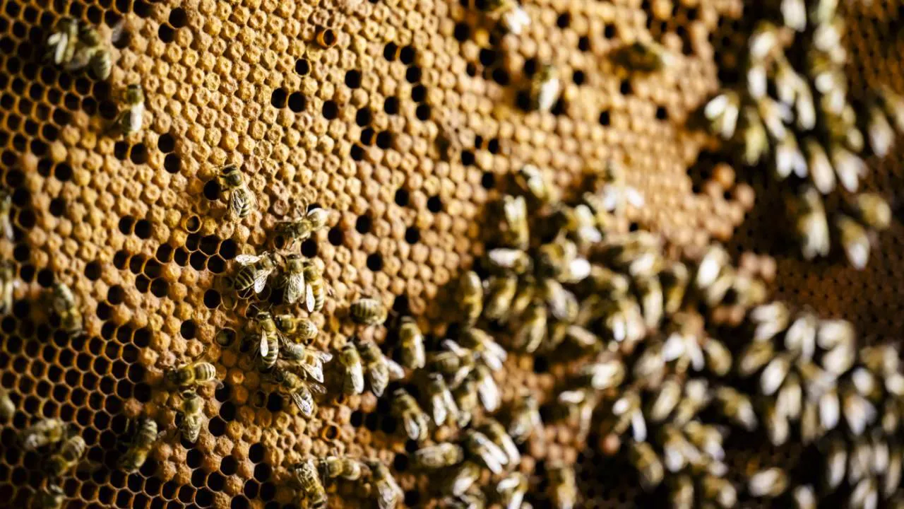 Agriculture/Agriculture. One in five Swiss bee colonies did not survive the winter