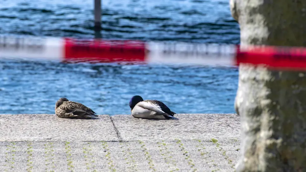 Deux plages genevoises ont été temporairement fermées à cause d'une pollution d'origine accidentelle (image d'illustration).