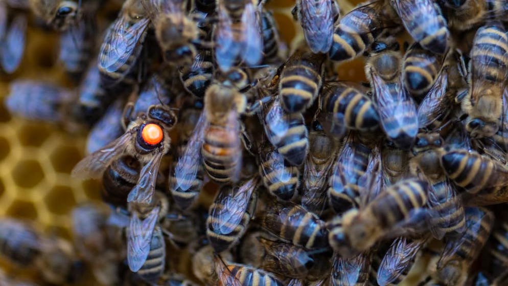 En Suisse, une colonie d'abeilles sur cinq n'a pas survécu à l'hiver (archives).
