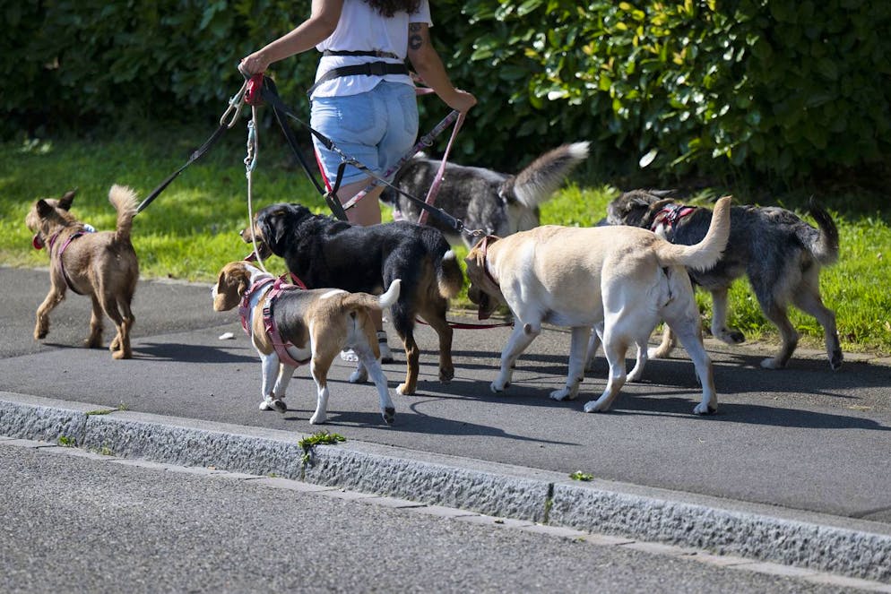 Le cours de base débouchera sur un examen permettant de vérifier l'acquisition des connaissances.