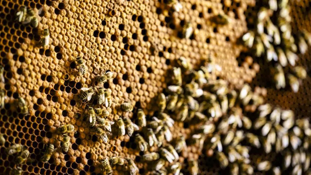 One in five bee colonies in Switzerland did not survive the winter. (archive picture)