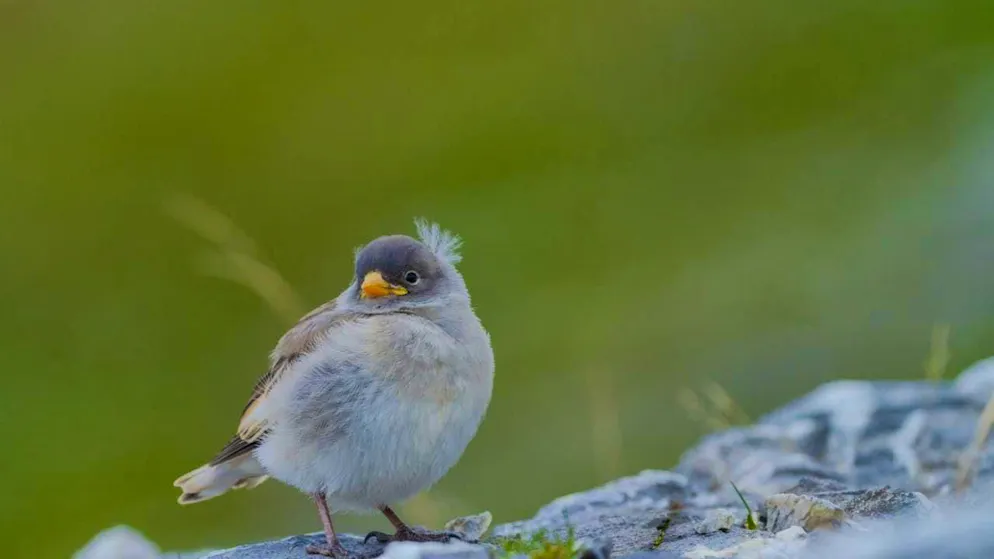 Young snow sparrows need insect larvae as food.
