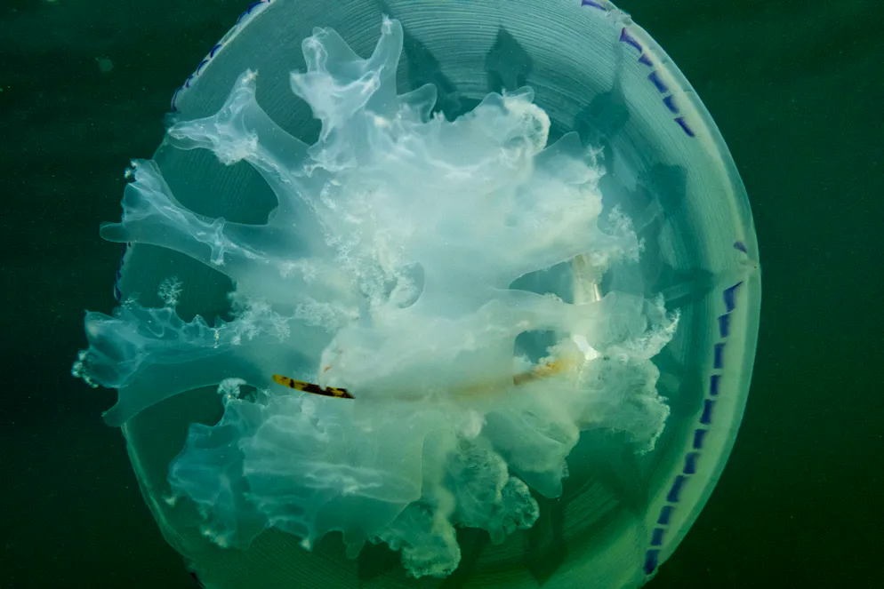 La physalie est confondue à tort avec une méduse. 