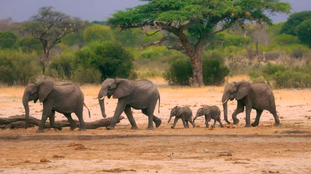 Des éléphants dans le Hwange National Park, au Zimbabwe (archive).
