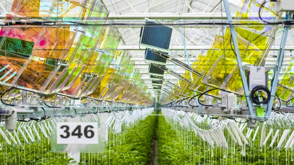 Colored reflectors for the solar system in the tomato greenhouse in Rütihof AG. The light waves used to produce electricity are filtered out - and the tomatoes are still red.