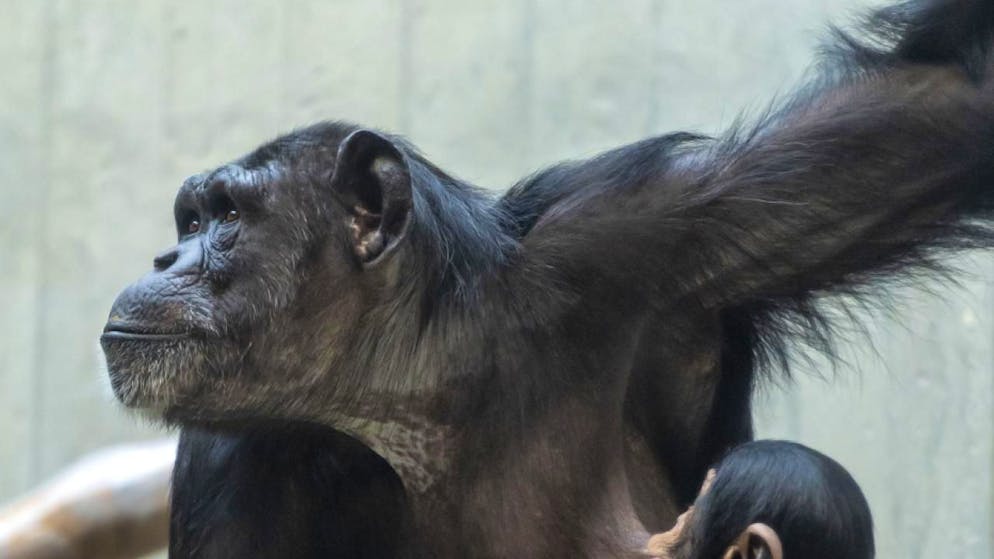 Das Alter des Tieres wird auf etwa drei Jahre geschätzt. (Archivbild)