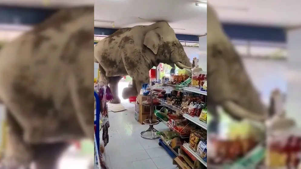 Insolito cliente. Un elefante affamato entra in un negozio e si serve da solo