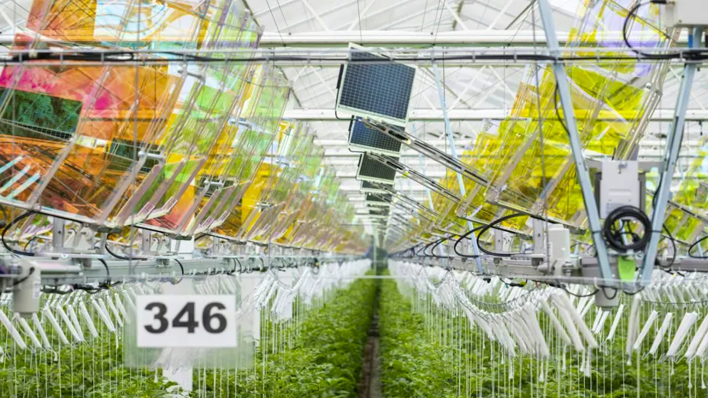 Les réflecteurs colorés exfiltrent les ondes lumineuses dont la production de tomates n'a pas besoin pour les projeter sur les panneaux solaires (au centre de l'image notamment) suspendus au plafond de la serre.