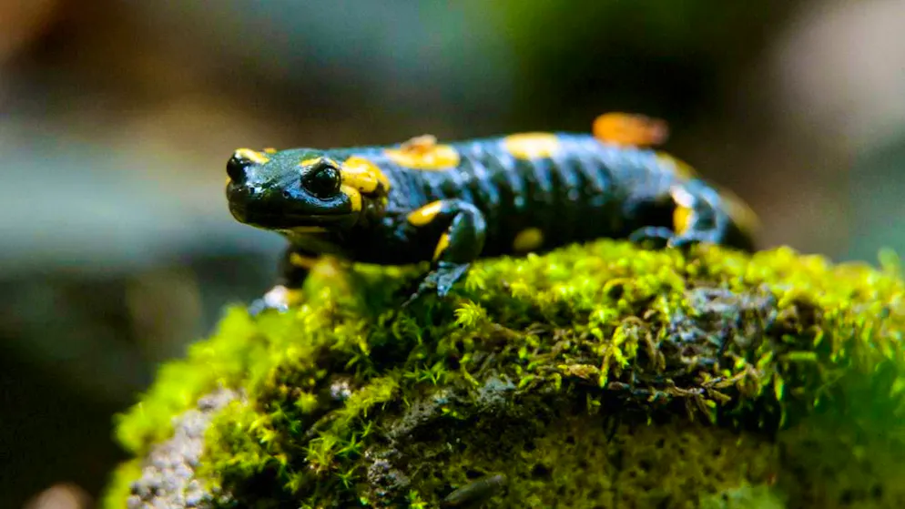 Around 40 percent of known amphibian species are classified as threatened with extinction on the Red List. (archive picture)
