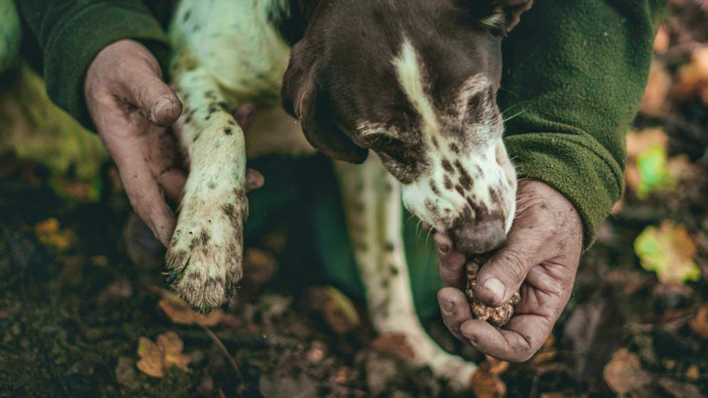 La caccia al tartufo è un'avventura in sé. 