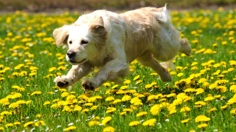 Le chien, comme le porc et d'autres animaux, est considéré comme impur par l'islam, de même que le fait de posséder un animal de compagnie.