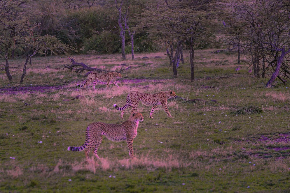 Di notte è possibile osservare animali che di giorno rimangono nascosti.
