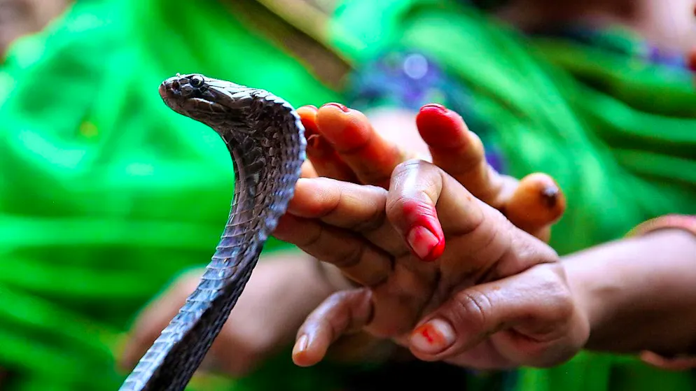 Servirà alla scienza?. Un ex camionista si fa mordere da serpenti per 200 volte, ecco perché
