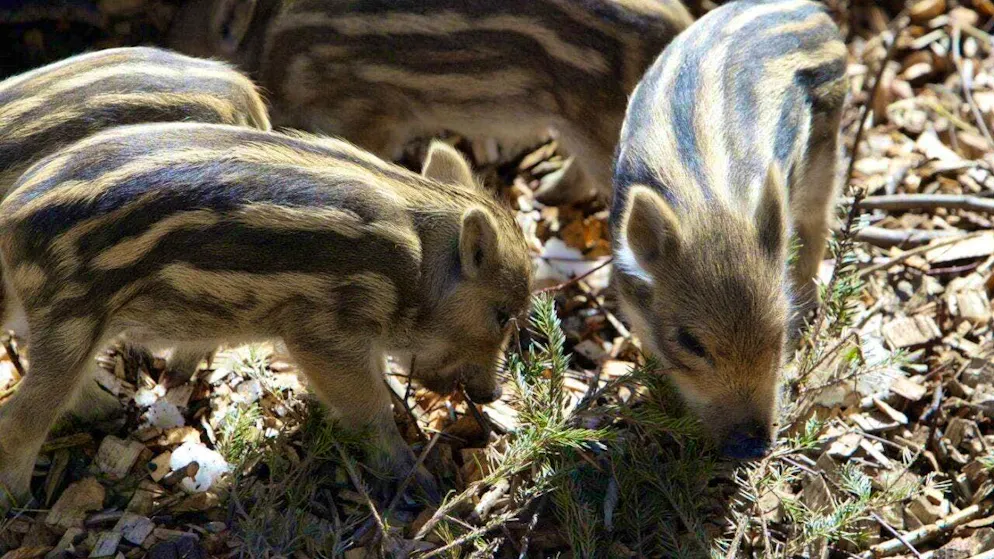 According to a report, more than 600 microplastic particles per gram were found in the excrement of wild boars. (archive picture)