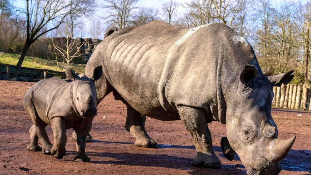 Une septantaine de rhinocéros blanc transférés d'Afrique du Sud au Rwanda (Photo prétexte)..