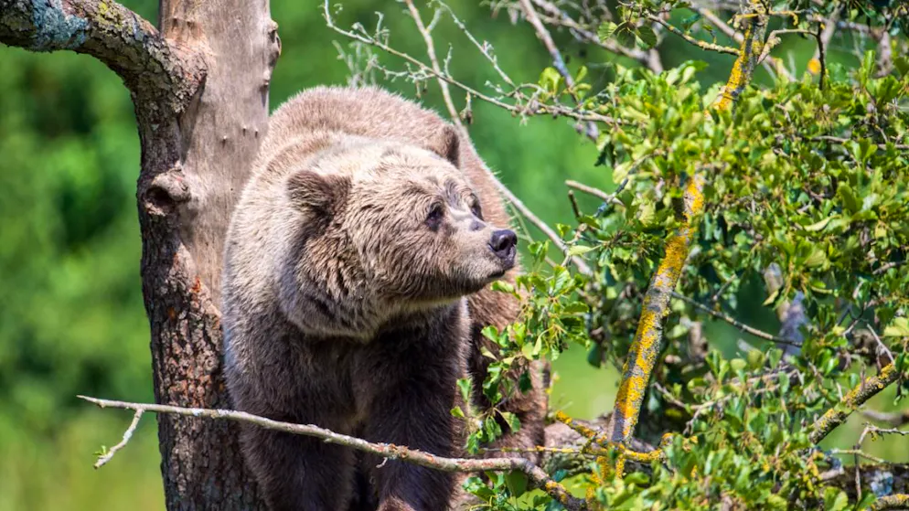 L'ours a probablement voulu défendre son territoire, ont expliqué des spécialistes (Photo prétexte).