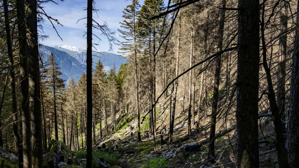 La répartition des coûts de l'entretien des forêts pour la période 2025-2028 entre la Confédération et l'Etat du Valais (photo d'illustration).