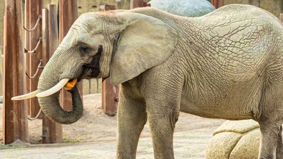 The elephant cow Heri is dead.