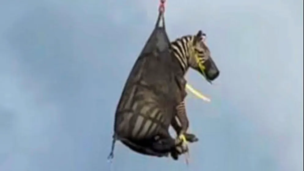 Ecco il video. In fuga per una settimana, la zebra Ed torna a casa in elicottero