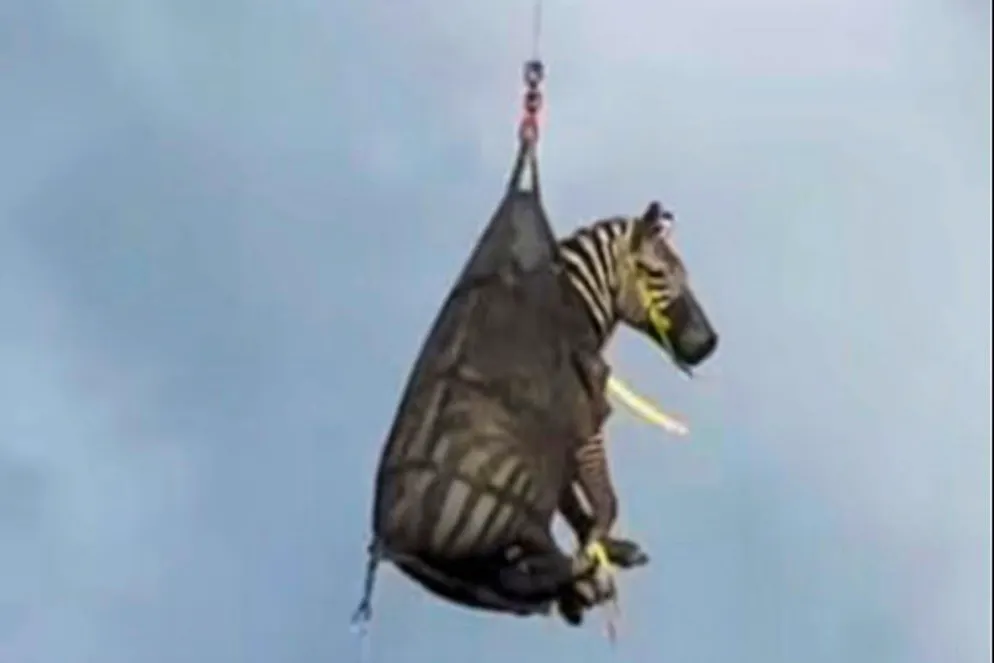 La zebra Ed viene trasportata in aereo dopo essere sfuggita alla cattura per diversi giorni dopo essere scappata dal suo proprietario.