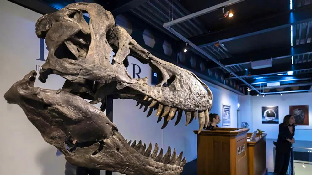 Researchers have determined a new dinosaur species based on newly analyzed bone finds, which rewrites the family history of the famous Tyrannosaurus Rex. (archive picture)