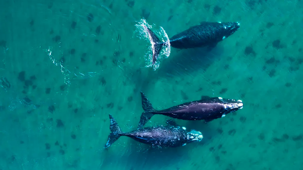 At least 30 percent of the world's oceans are to be protected by 2030.
