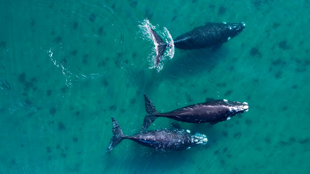 Fazit der UN-Ozeankonferenz. So schlecht steht es wirklich um unsere Ozeane