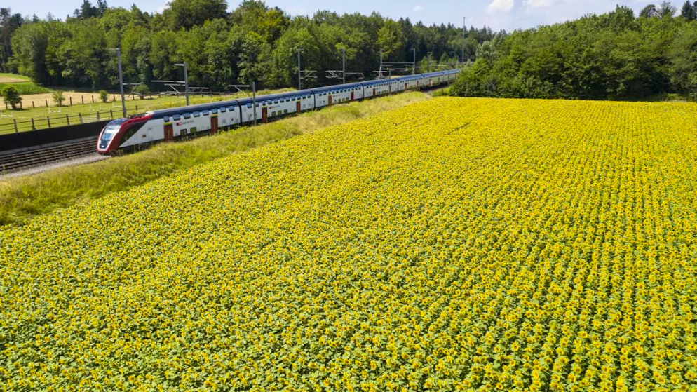 Les CFF vont utiliser le symbole internationalement reconnu du tournesol pour mieux tenir compte des personnes souffrant de handicaps non visibles (Photo prétexte).
