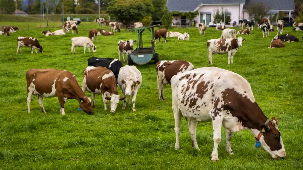 Vaud prend des mesures dès septembre 2025 pour soulager financièrement les personnes actives dans le secteur agricole (image d'illustration).