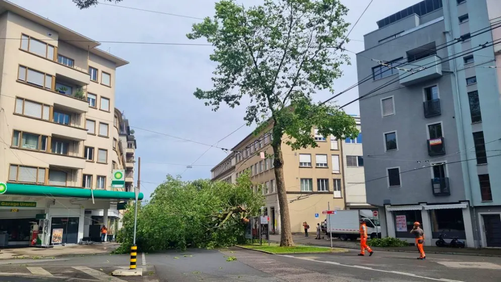 Un albero sradicato a Bienne dopo i violenti temporali di ieri